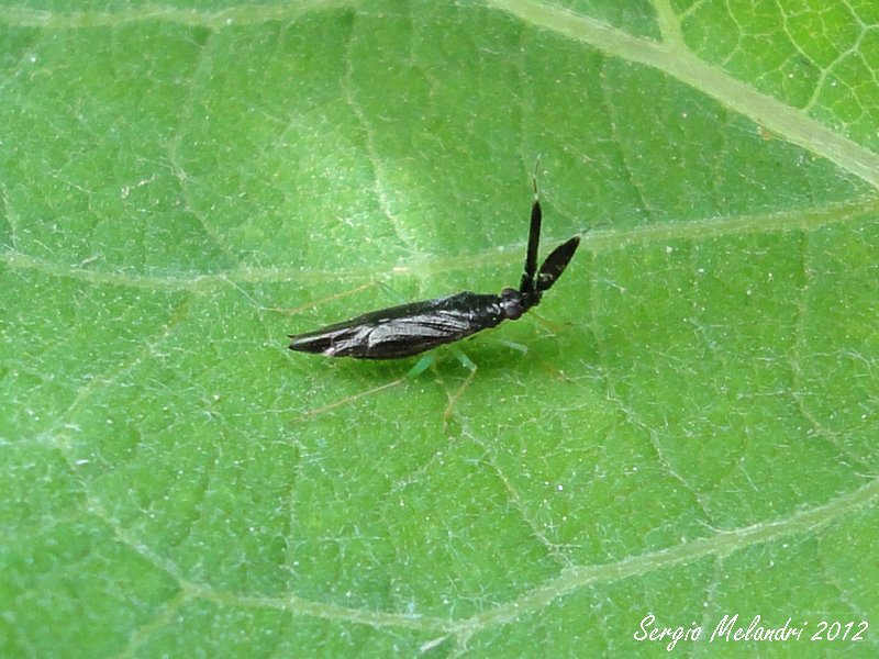 Miridae: Heterotoma cfr. merioptera di Mezzano di Ravenna